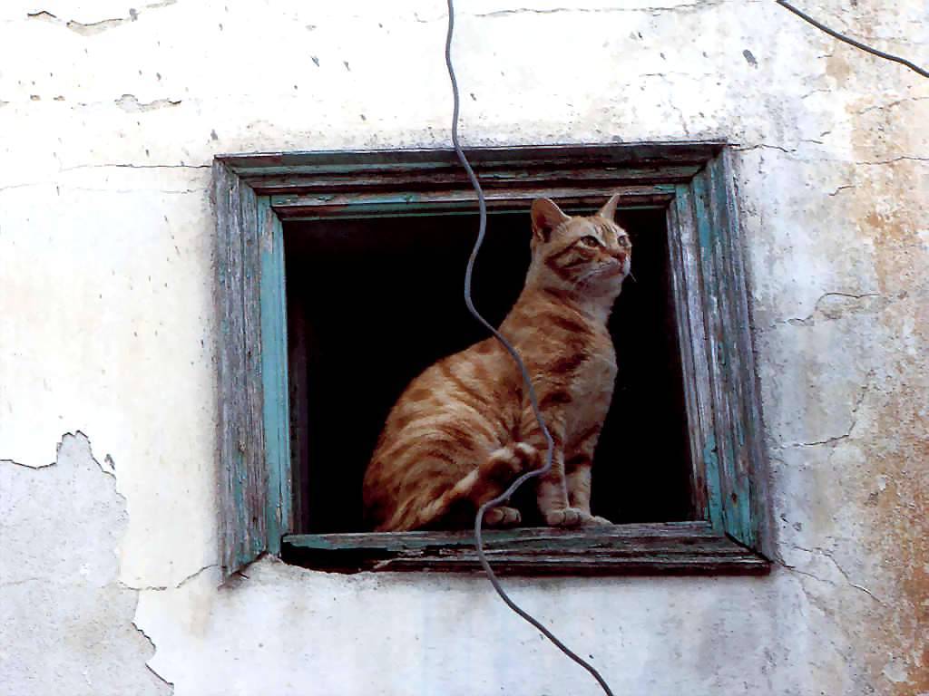 Gatti (114)